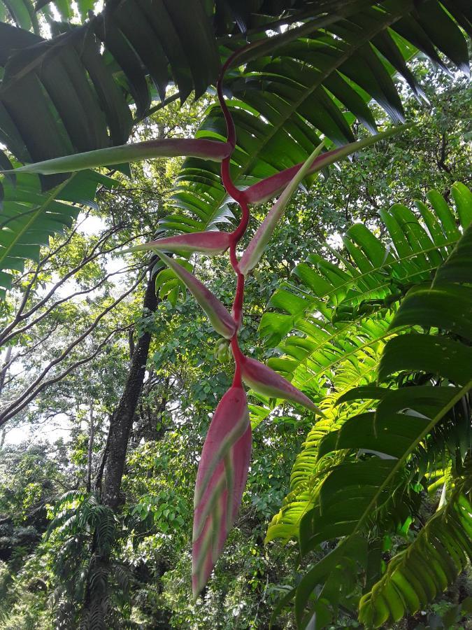 El Toucan Loco Floating Lodges Tierra Oscura Exterior foto